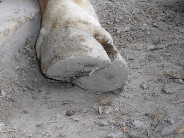 Nahaufnahme einer sauberen, trockenen Klaue im eingestreuten Stall