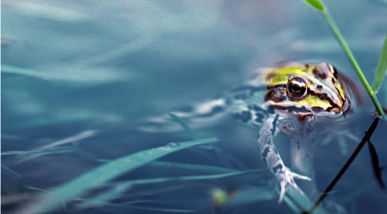 Ein Wasserfrosch schaut zwischen Halmen aus ruhigem Wasser