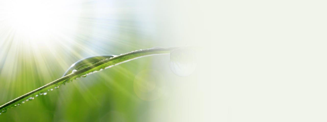 Ein Grashalm mit einem Wassertropfen im Gegenlicht