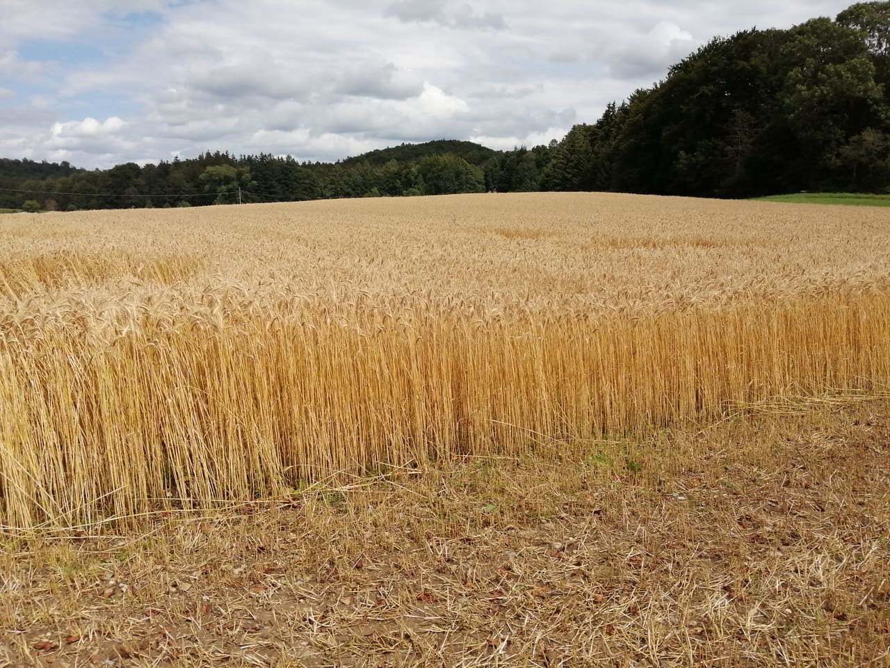 Reifes Getreidefeld im Allgäu, zur Hälfte abgeerntet, dahinter ein Waldrand unter blauem Himmel